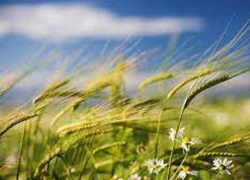 В четверг в Молдове будет пасмурно и ветрено, но без экстрима 