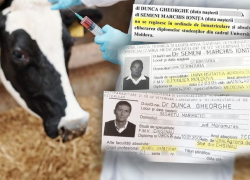 Фейковые врачи с молдавскими дипломами лечили румынских коров