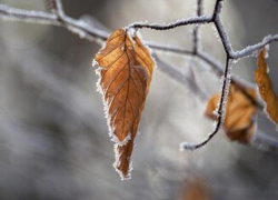 Морозно ночью, тепло днем – погода в Молдове на пятницу 