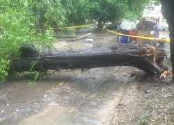 В Кишиневе упавшим деревом убило женщину
