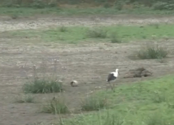 Из-за пересыхания притока Днестра два района Молдовы остались без воды