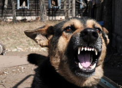 Два новых случая бешенства выявлены в Молдове