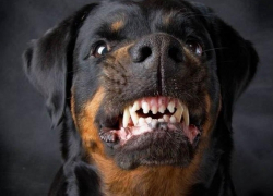 Шок в Днестровске - большой пес напал на 13-летнюю девочку с терьером