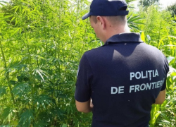 В Сороках в приграничной зоне обнаружена крупная плантация конопли