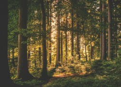 Полиция нашла 17-летнюю девочку, которая ушла за грибами в лес и пропала