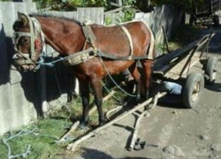 Смертельные травмы получил упавший с телеги мужчина, которого долго тащила лошадь в Резине  