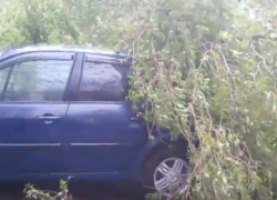 В Кишиневе дерево упало на припаркованные автомобили