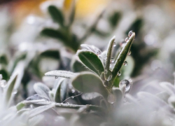 А вот и первые заморозки! Погода на субботу 