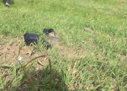 Злой рок: в семье раздавленной трактором женщины недавно погибли еще двое