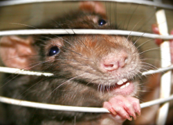 Ужасная смерть: женщину в Хынчештском районе загрызли крысы 