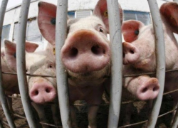 Свиноферма теряет 440 миллионов из-за африканской чумы и просит компенсацию у государства