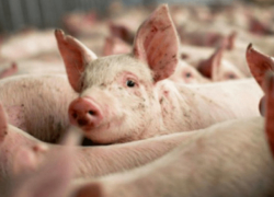 В Новоаненском районе забьют 65 тысяч свиней