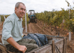 В Молдове зарегистрирован самый богатый урожай винограда за последние десять лет