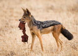 Шакалы превратили в ад жизнь целого села в Глодянском районе