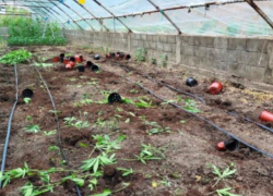 В Оргееве обнаружили коноплю на 8 млн леев