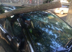 В Кишиневе упавшая ветка повредила автомобиль