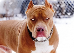 Инцидент с нападением питбуля в Кишиневе получил продолжение в гражданской петиции