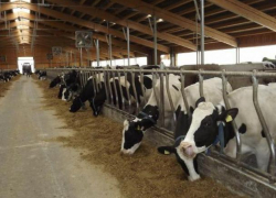 Женщина открыла коровью ферму в родном селе, но работать никто не хочет