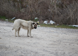 В Кишинёве стая собак напала на ребёнка: полиция начала проверку
