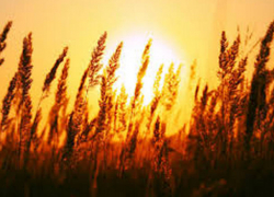 В пятницу в Молдове будет до +36°C: объявлен желтый код метеоопасности 