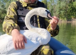 Пограничники спасли лебедя, запутавшегося в пластике