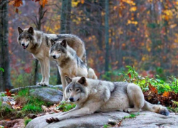 Чрезвычайная ситуация: в селе Темелеуцы объявилась волчья стая