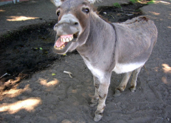 Курьезное ДТП: автомобиль столкнулся с ослом в Вулканештах