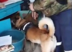 Торговлей наркотиками в Бельцах занимались несколько  водителей общественного транспорта 