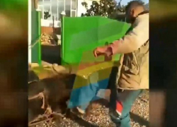 Неадекватный живодер до крови избил коня 