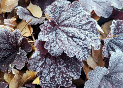 Предупреждение синоптиков: ночью в Молдове ожидаются заморозки до –3°С