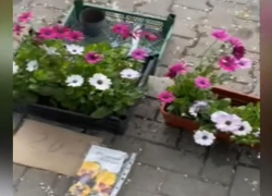 Разоряли клумбы в парке и торговали украденными цветами: полиция задержала мужчину и женщину