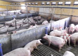 Фермер из Новых Анен, подозреваемый в убийстве и расчлененке: односельчане называют его агрессивным и неуравновешенным