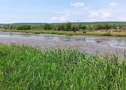 На реке Рэут массово гибнет рыба