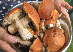 Начался сезон грибов и … отравлений  