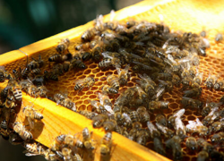 Зек из Приднестровья погорел на бизнесе Винни-Пуха