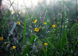 В понедельник жара немного отступит, но ненадолго  