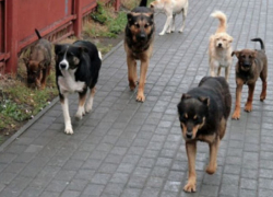 В Молдове запретили отстреливать бездомных кошек и собак
