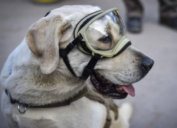 Хвостатый патруль: в Молдове собак обучают быть спасателями