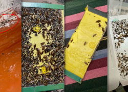 Тараканы захватили общежитие в Кишиневе