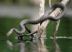 В Молдове началось нашествие змей: рептилии облюбовали берег Днестра в Сороках