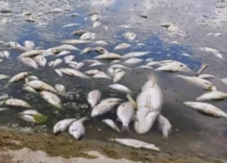 Массовая гибель рыбы на Данченском озере: жители обеспокоены, власти успокаивают