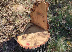 Жителей Бельц поймали на незаконной вырубке деревьев 