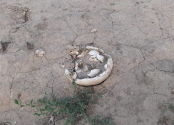 На полях у села Чишмикиой на поверхности появился гроб с человеческими останками