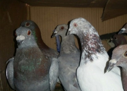 Живых голубей, мясо и колбасу подпольно везли молдаване в Россию