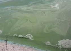 Картина апокалипсиса: Озеро в парке «Валя Морилор» источает запах химикатов  