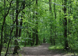 Нас ждет облесение