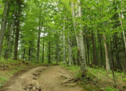 Девяностые возвращаются: жителя Кишинева вывезли в лес, вымогая деньги