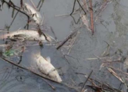 Более 100 кг малька погибло в низовьях Днестра из-за преступной халатности