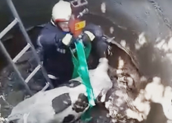 Любопытного теленка вытащили подъемным краном из канализации в Кишиневе