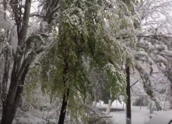 Кишиневец заснял на видео падение тополя на автомобиль